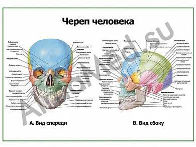 Череп человека: вид спереди и сбоку, плакат ламинированный А1/А2 (ламинированный	A2)