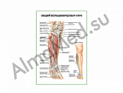 Общий большеберцовый нерв плакат глянцевый/ламинированный А1/А2 (глянцевый	A2)
