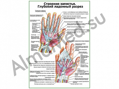 Строение запястья, ладонный разрез плакат ламинированный А1/А2 (ламинированный	A2)