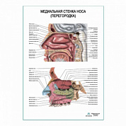 Носовая перегородка, плакат глянцевый А1+/А2+ (глянцевый холст от 200 г/кв.м, размер A1+)