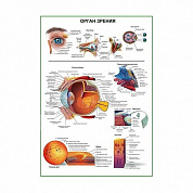 Орган зрения человека, плакат глянцевый/ламинированный А1/А2 (глянцевый	A1)
