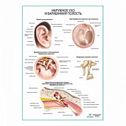 Наружное ухо и барабанная полость плакат глянцевый А1+/А2+ (матовый холст от 200 г/кв.м, размер A1+)