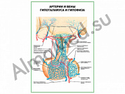 Артерии и вены гипоталамуса и гипофиза плакат ламинированный А1/А2 (ламинированный	A2)