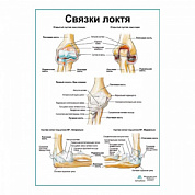 Связки локтя плакат глянцевый А1+/А2+ (глянцевый холст от 200 г/кв.м, размер A1+)