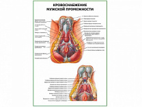Кровоснабжение мужской промежности плакат глянцевый А1/А2 (глянцевый A2)
