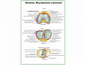 Коленный сустав, внутреннее строение плакат глянцевый А1/А2 (глянцевый A2)