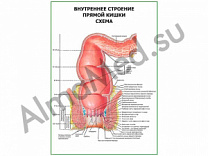 Внутреннее строение прямой кишки. Схема плакат ламинированный А1/А2 (ламинированный	A2)