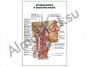 Артерии мозга и оболочек мозга плакат глянцевый/ламинированный А1/А2 (глянцевый	A2)