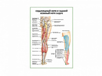 Седалищный нерв и задний кожный нерв бедра плакат глянцевый А1/А2 (глянцевый A1)