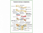 Строение ключицы и соединения плакат глянцевый А1/А2 (глянцевый A2)