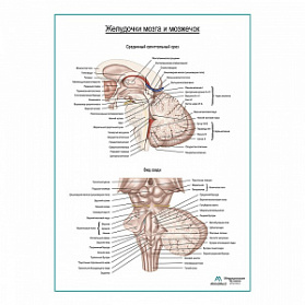 Желудочки мозга и мозжечок плакат глянцевый А1+/А2+ (глянцевая фотобумага от 200 г/кв.м, размер A2+)