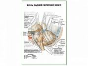 Вены задней черепной ямки плакат глянцевый А1/А2 (глянцевый A2)