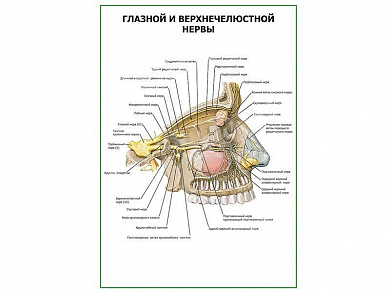 Глазной и верхнечелюстной нервы плакат глянцевый А1/А2 (глянцевый A2)