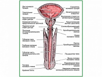 Мужской мочеиспускательный канал, плакат глянцевый А1/А2 (глянцевый A2)