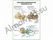 Костный и перепончатый лабиринты уха плакат ламинированный А1/А2 (ламинированный	A2)