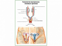 Гомология внутренних половых органов плакат глянцевый А1/А2 (глянцевый A1)