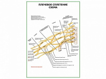 Плечевое сплетение. Схема плакат глянцевый А1/А2 (глянцевый A2)