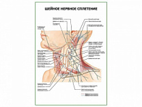 Шейное нервное сплетение плакат глянцевый А1/А2 (глянцевый A1)