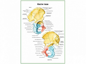 Кости таза плакат глянцевый А1/А2 (глянцевый A2) Кости таза плакат глянцевый А1/А2 (глянцевый A2)