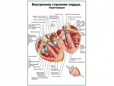 Внутреннее строение сердца, перегородки плакат глянцевый А1/А2 (глянцевый A1)