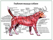 Глубокие слои мышц собаки плакат ламинированный А1/А2 (ламинированный A2)