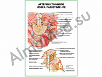 Артерии спинного мозга. Разветвление плакат ламинированный А1/А2 (ламинированный	A1)