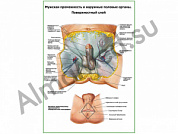 Мужская промежность, наружные половые органы, поверхностный слой плакат ламинированный А1/А2 (ламинированный	A2)
