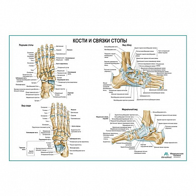 Кости и связки стопы, плакат глянцевый А1+/А2+ (глянцевый холст от 200 г/кв.м, размер A1+)