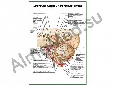 Артерии задней черепной ямки плакат глянцевый/ламинированный А1/А2 (глянцевый	A2)