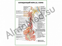 Блуждающий нерв (X). Схема плакат ламинированный А1/А2 (ламинированный	A2)