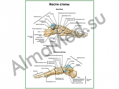 Кости стопы плакат глянцевый/ламинированный А1/А2 (глянцевый	A2)