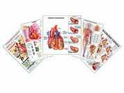 Комплект плакатов для кабинета кардиолога глянцевый А1/А2 (глянцевый A2)