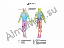 Дерматомы плакат ламинированный А1/А2 (ламинированный	A2)