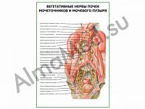 Вегетативные нервы почек, мочеточников, мочевого пузыря плакат глянцевый/ламинированный А1/А2 (глянцевый	A2)
