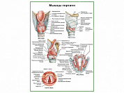 Мышцы гортани, плакат глянцевый/ламинированный А1/А2 (глянцевый	A2)