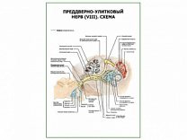 Преддверно-улитковый нерв (VIII). Схема плакат глянцевый А1/А2 (глянцевый A2)