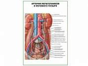 Артерии мочеточников и мочевого пузыря плакат глянцевый А1/А2 (глянцевый A1)