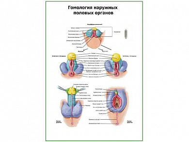 Гомология наружных половых органов плакат глянцевый А1/А2 (глянцевый A2)