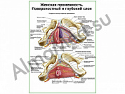 Женская промежность, внутреннее строение плакат глянцевый/ламинированный А1/А2 (глянцевый	A2)