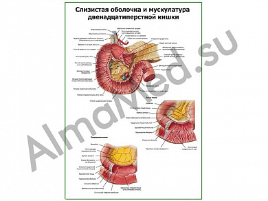Слизистая и мышцы 12-типерстной кишки плакат глянцевый/ламинированный А1/А2 (глянцевый	A2)