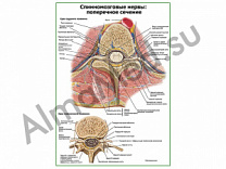 Спинномозговые нервы поперечное сечение плакат ламинированный А1/А2 (ламинированный	A2)