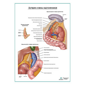 Артерии и вены надпочечников плакат глянцевый А1+/А2+ (глянцевая фотобумага от 200 г/кв.м, размер A1+)