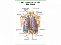 Расположение легких. Вид сзади плакат глянцевый А1/А2 (глянцевый A2)
