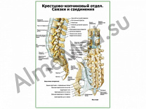 Связки и соединения крестцово-копчикового отдела плакат глянцевый/ламинированный А1/А2 (глянцевый	A2)