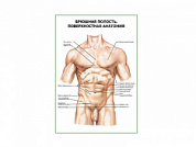 Брюшная полость. Поверхностная анатомия плакат глянцевый А1/А2 (глянцевый A2)