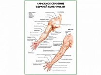 Наружное строение верхней конечности плакат глянцевый А1/А2 (глянцевый A1)