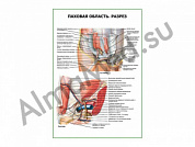 Паховая область. Разрез плакат ламинированный А1/А2 (ламинированный	A2)