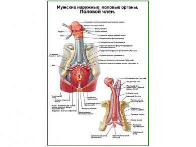 Строение полового члена слой плакат глянцевый А1/А2 (глянцевый A1)