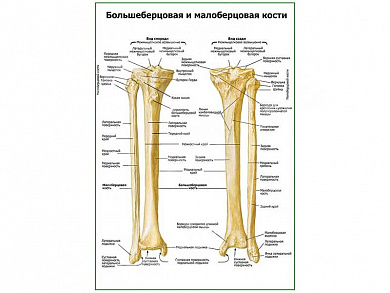 Большеберцовая и малоберцовая кости плакат глянцевый А1/А2 (глянцевый A1)