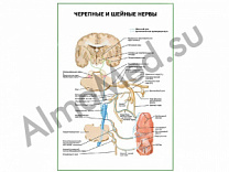 Черепные и шейные нервы плакат ламинированный А1/А2 (ламинированный	A2)